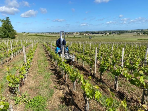 GEIER 64 - le chenillard vigne semi large – Image 14